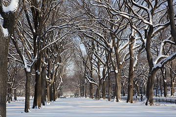 Image showing Central Park, New York. Beautiful park in beautiful city. 