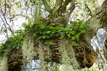 Image showing Mysterious Spanish Moss