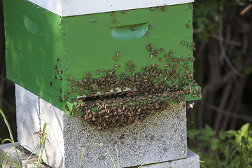 Image showing Bees and Bee Hive