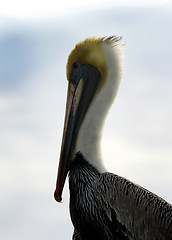 Image showing Pelican is sitting on  a shore 