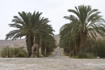 Image showing Palm-trees