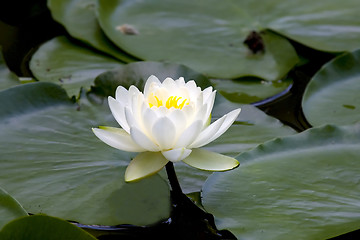 Image showing White water-lily