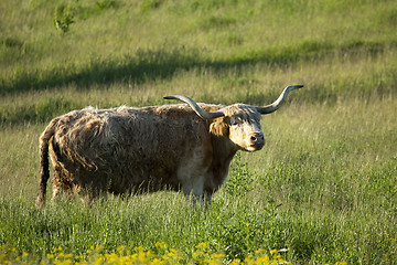 Image showing Bull