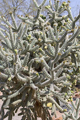 Image showing  Cactus blossom 