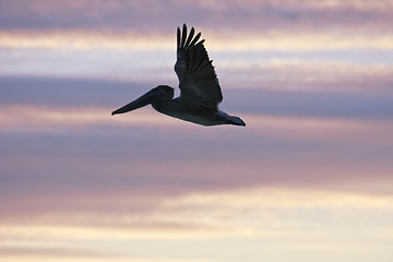 Image showing Pelican is flying over  Caribbean sea