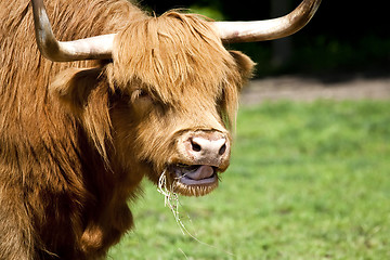 Image showing Bull -Scottish Highland