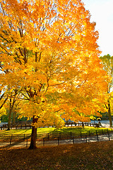 Image showing Autumn park