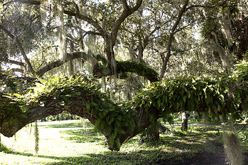 Image showing Mysterious Spanish Moss