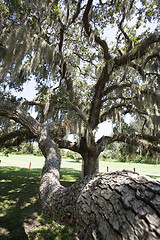 Image showing Mysterious Spanish Moss