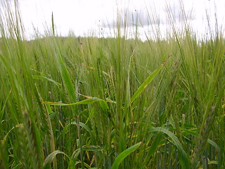 Image showing Barley