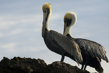 Image showing Caribbean sea. Pelicans sitting on a rock 