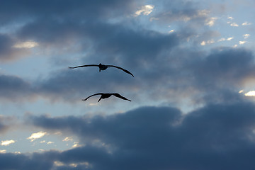 Image showing Pelicans are flying over Caribbean sea 