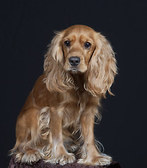 Image showing english cocker spaniel