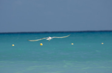 Image showing Seagull flying over calm sea