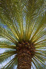 Image showing Palm-tree