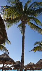 Image showing Palm-tree infront of straw umbrellas 