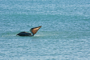 Image showing Pelican is floating on sunny day  