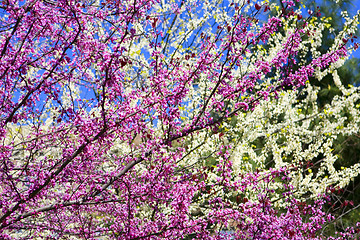 Image showing A beautiful flowering tree
