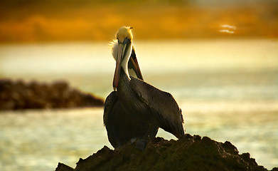 Image showing Caribbean sea. Pelicans sitting on a rock 