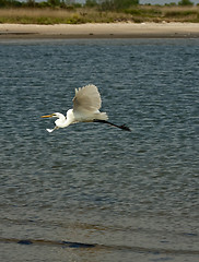 Image showing White Crane