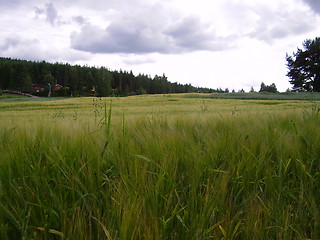 Image showing Barley