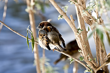 Image showing Sparrow 