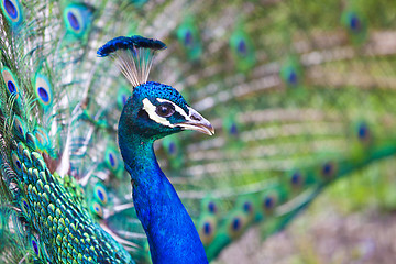 Image showing Beautiful peacock