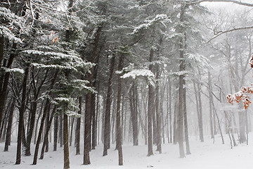 Image showing Winter forest