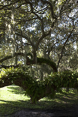 Image showing Mysterious Spanish Moss