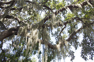 Image showing Mysterious Spanish Moss