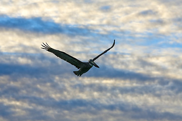 Image showing Pelican looking for its pray