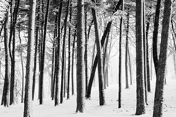 Image showing Winter forest