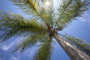 Image showing palm tree 