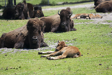 Image showing Bison Sanding in a green field