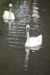 Image showing Swans