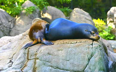 Image showing sea lion