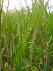 Image showing Barley