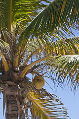 Image showing Coconuts on a palm-tree