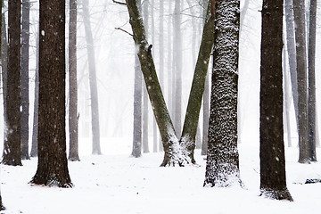 Image showing Winter forest