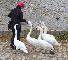 Image showing Swans and girl