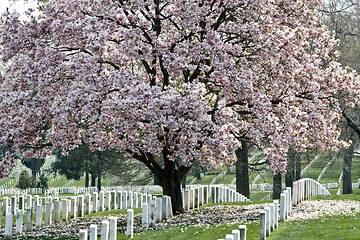 Image showing Arlington National Cemetary