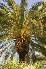 Image showing  Palm tree