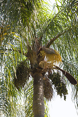 Image showing palm tree 