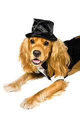 Image showing Cocker spaniel