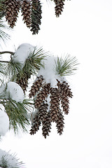 Image showing Pine cones covered with snow