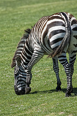 Image showing Zebra eating grass on a green field