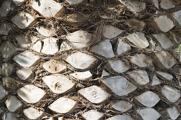 Image showing Backgraund Trunk of a palm tree