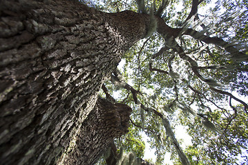 Image showing Mysterious Spanish Moss