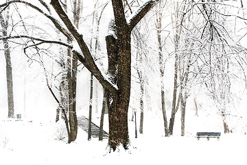 Image showing Winter forest