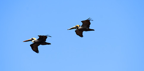 Image showing Pelicans are flying over  Caribbean sea 